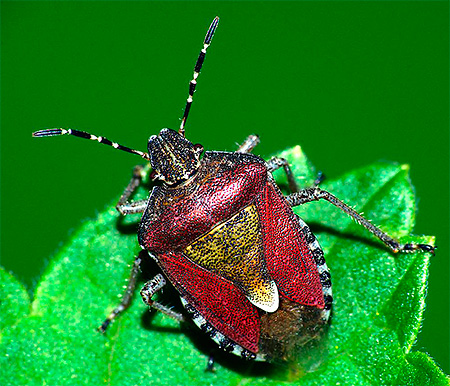 Beerenwanze