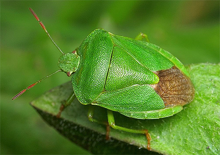 Grüne Stinkwanze