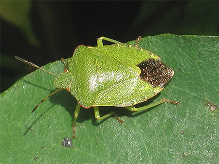 Palomena prasina