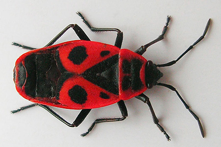 Feuerwanze Feuerwanze