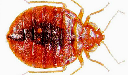 Hauswanze (Bettwanze) Hauswanze (Bettwanze)