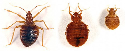Verschiedene Arten von Hauswanzen Verschiedene Arten von Hauswanzen