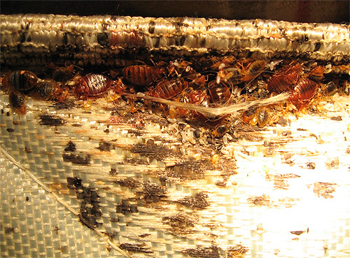 Wanzenest in einem Sofa Wanzenest in einem Sofa