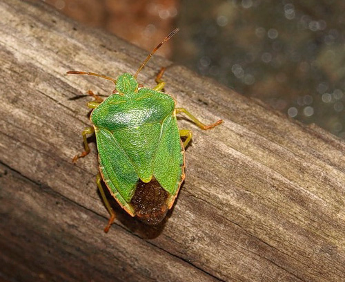 Sprechen wir über Waldwanzen... Waldwanze: Nahaufnahme-Foto