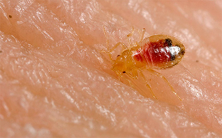 Larve einer Möbelwanze beim Blutsaugen Larve einer Möbelwanze beim Blutsaugen