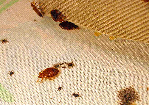Ist eine Vertreibung von Bettwanzen mit Hausmitteln möglich?.. Bettwanzen mit Hausmitteln vertreiben