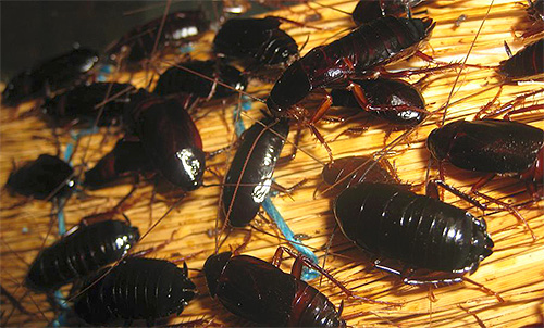 Schwarze Kakerlaken