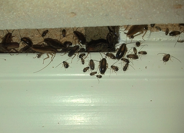 Obwohl Insektizidgele Kakerlaken langsam abtöten, sind sie dennoch eines der wirksamsten Mittel zur Bekämpfung dieser Schädlinge. Obwohl Insektizidgele Kakerlaken langsam abtöten, sind sie dennoch eines der wirksamsten Mittel zur Bekämpfung dieser Schädlinge.