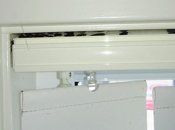 Ein insektizides Aerosol dringt leicht selbst in schwer zugängliche Stellen ein, in denen sich Kakerlaken oft verstecken. Ein insektizides Aerosol dringt leicht selbst in schwer zugängliche Stellen ein, in denen sich Kakerlaken oft verstecken.