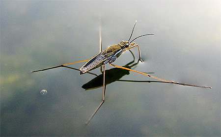 Foto eines Wasserläufers Foto eines Wasserläufers