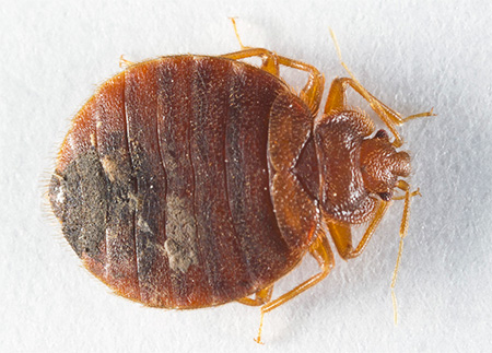 Tropische Bettwanze (Cimex Hemipterus) Tropische Bettwanze (Cimex Hemipterus)