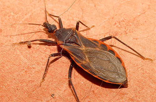 Triatomine Raubwanze (Küssende Wanze) Triatomine Raubwanze (Küssende Wanze)