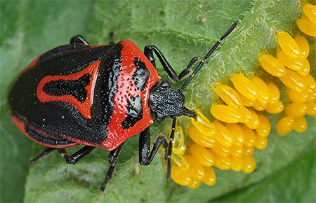 Perillus bioculatus Perillus bioculatus