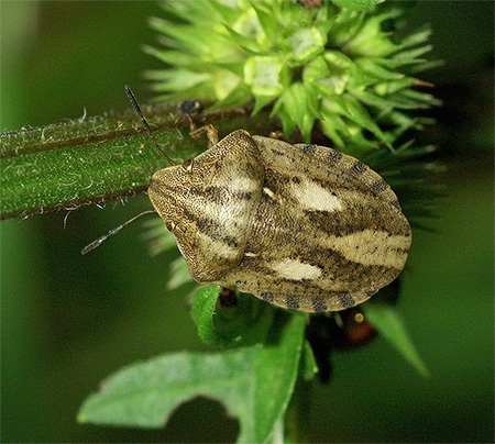 Schädliche Schildkrötenwanze Schädliche Schildkrötenwanze