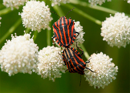 Gestreifte Wanze (Graphosoma lineatum) Gestreifte Wanze (Graphosoma lineatum)