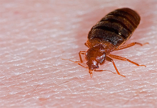 Bettwanze Bettwanze