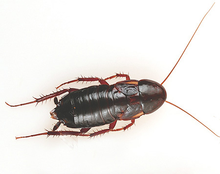 Großes Weibchen der schwarzen Schabe Großes Weibchen der schwarzen Schabe