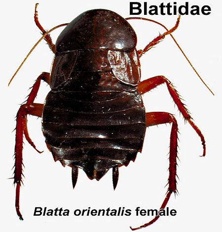 Weibchen der schwarzen Schabe (Blatta Orientalis) Weibchen der schwarzen Schabe (Blatta Orientalis)