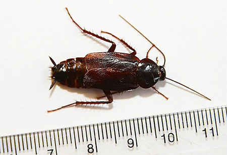 Die Größe schwarzer Kakerlaken beträgt durchschnittlich 2-3 cm Die Größe schwarzer Kakerlaken beträgt durchschnittlich 2-3 cm