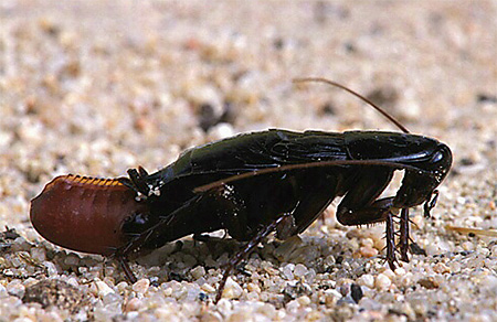 Die Oothek der Schwarzen Schaben ist groß und dicht Die Oothek der Schwarzen Schaben ist groß und dicht