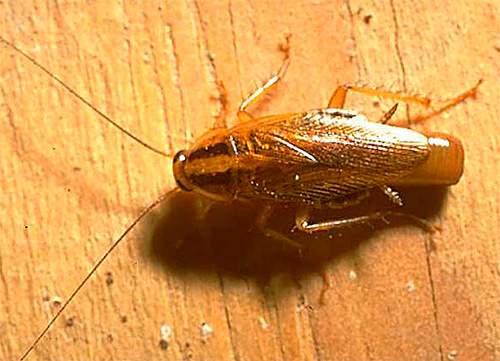Weibchen der Roten Schabe Weibchen der Roten Schabe