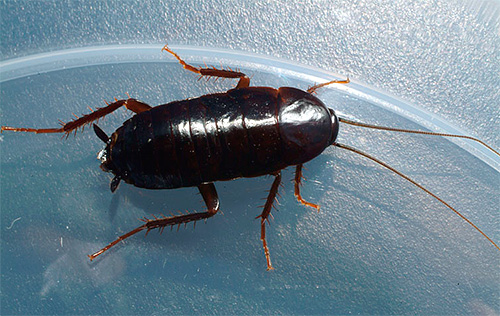Schwarze Hausschabe Schwarze Hausschabe