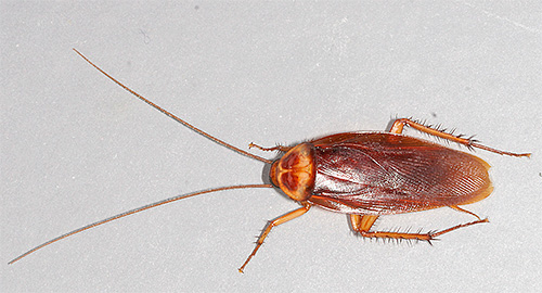 Amerikanische Periplaneta (Amerikanische Schabe, Periplaneta americana) Amerikanische Periplaneta (Periplaneta americana)