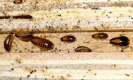 Larven der Roten Kakerlake verschiedenen Alters Larven der Roten Kakerlake verschiedenen Alters