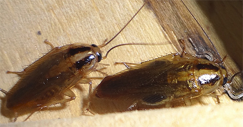 Das Gel sollte an Orten aufgetragen werden, an denen eine Ansammlung von Insekten vermutet wird