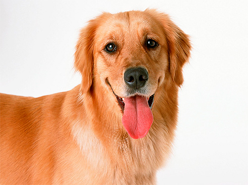 Wovon träumen Flöhe auf einem Hund? ... Wovon träumen Flöhe auf einem Hund?