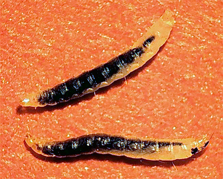 Flohlarven Flohlarven