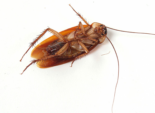 Wir betrachten die Möglichkeiten, Kakerlaken zu Hause zu beseitigen