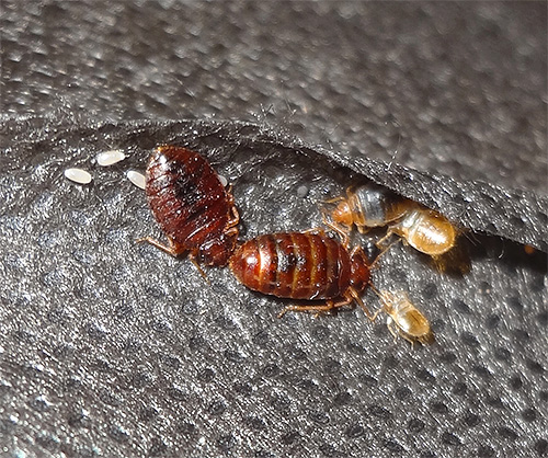Einige Ratschläge, wie und womit man Bettwanzen und ihre Eier tötet Wie man Bettwanzen und ihre Eier töten kann