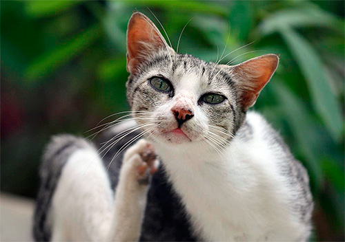 Wenn die Katze sich häufig kratzt, kann dies ein Anzeichen für einen Flohbefall sein Wenn die Katze sich häufig kratzt, kann dies ein Anzeichen für einen Flohbefall sein
