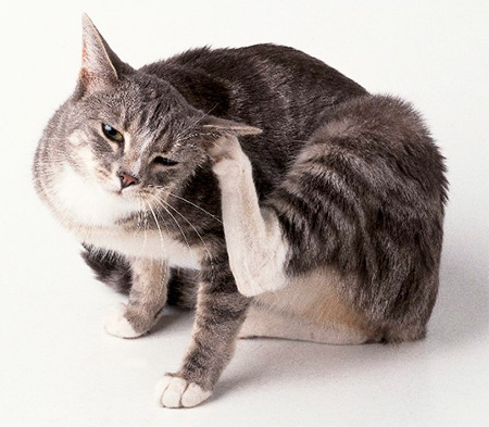 Flöhe bei einer Katze zu Hause entfernen... Flöhe bei einer Katze zu Hause entfernen