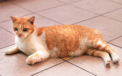 Bei der Bekämpfung von Flöhen bei trächtigen Katzen ist besondere Vorsicht geboten Bei der Bekämpfung von Flöhen bei trächtigen Katzen ist besondere Vorsicht geboten