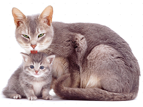Flohtropfen ermöglichen es, Katzen und Kätzchen schnell von Parasiten zu befreien Flohtropfen ermöglichen es, Katzen und Kätzchen schnell von Parasiten zu befreien