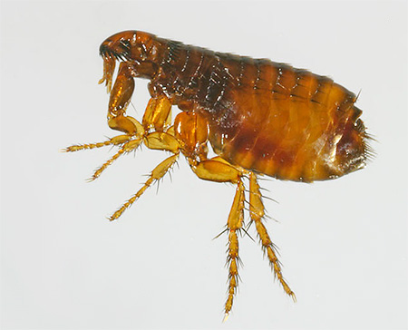 Die in modernen Präparaten verwendeten Insektizide sind für Flöhe hochgiftig. Die in modernen Präparaten verwendeten Insektizide sind für Flöhe sehr giftig