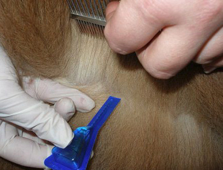 Floh-Tropfen werden bei Katzen in der Regel auf den Nacken aufgetragen. Floh-Tropfen werden bei Katzen in der Regel auf den Nacken aufgetragen.