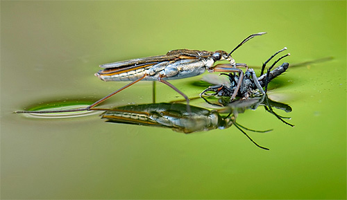 Die Wasserläuferwanze saugt ihr Opfer mit dem Rüssel aus Die Wasserläuferwanze saugt ihr Opfer mit dem Rüssel aus