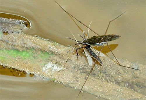 Die Wasserläuferwanze ernährt sich normalerweise von kleinen Insekten Die Wasserläuferwanze ernährt sich normalerweise von kleinen Insekten
