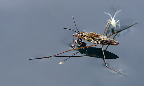 Die Wasserläuferwanze hat eine Fliege gefangen Die Wasserläuferwanze hat eine Fliege gefangen