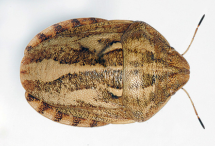 Foto: Schädliche Schildkrötenwanze (Eurygaster integriceps)