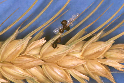 Eier und Larven der Wanze auf der Ähre