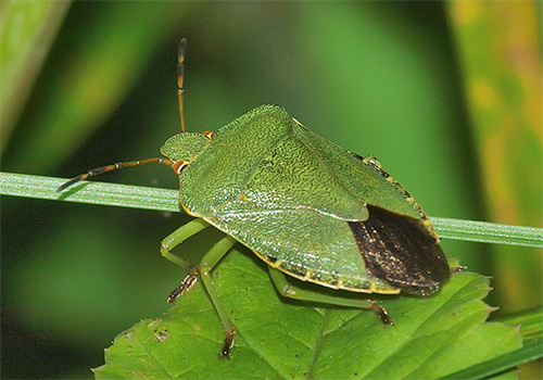 Grüne Wanze (auch Baumwanze oder Schildwanze) Grüne Wanze (auch Baumwanze oder Schildwanze)