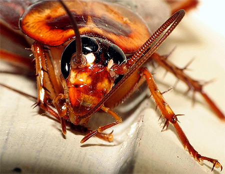 Kakerlaken ist Kannibalismus eigen Kakerlaken ist Kannibalismus eigen