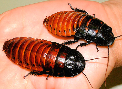 Gromphadorrhina portentosa - madagassische Fauchenschaben Gromphadorrhina portentosa - madagassische Fauchenschaben