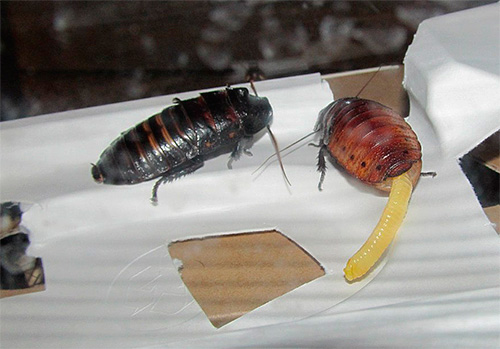 Weibchen der madagassischen Schabe belüftet die Oothek Weibchen der madagassischen Schabe belüftet die Oothek