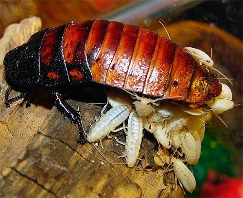 Anfangs haben die Larven eine weiße Farbe Anfangs haben die Larven eine weiße Farbe
