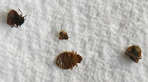 Cypermethrin wirkt auf das Nervensystem von Bettwanzen Cypermethrin wirkt auf das Nervensystem von Bettwanzen